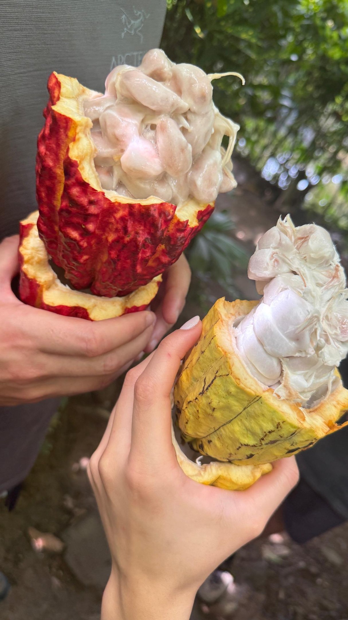 Hands holding split open red and yellow cacao pods showing fresh white cocoa beans.