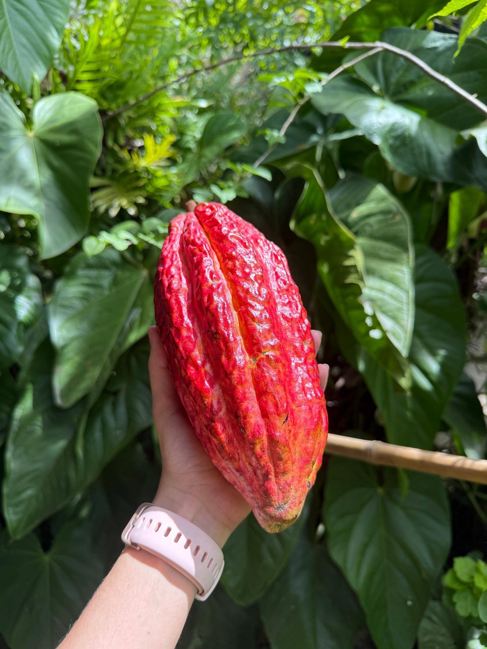 A hand holding a ripe, bright red cocoa pod against a lush background of tropical green leaves.