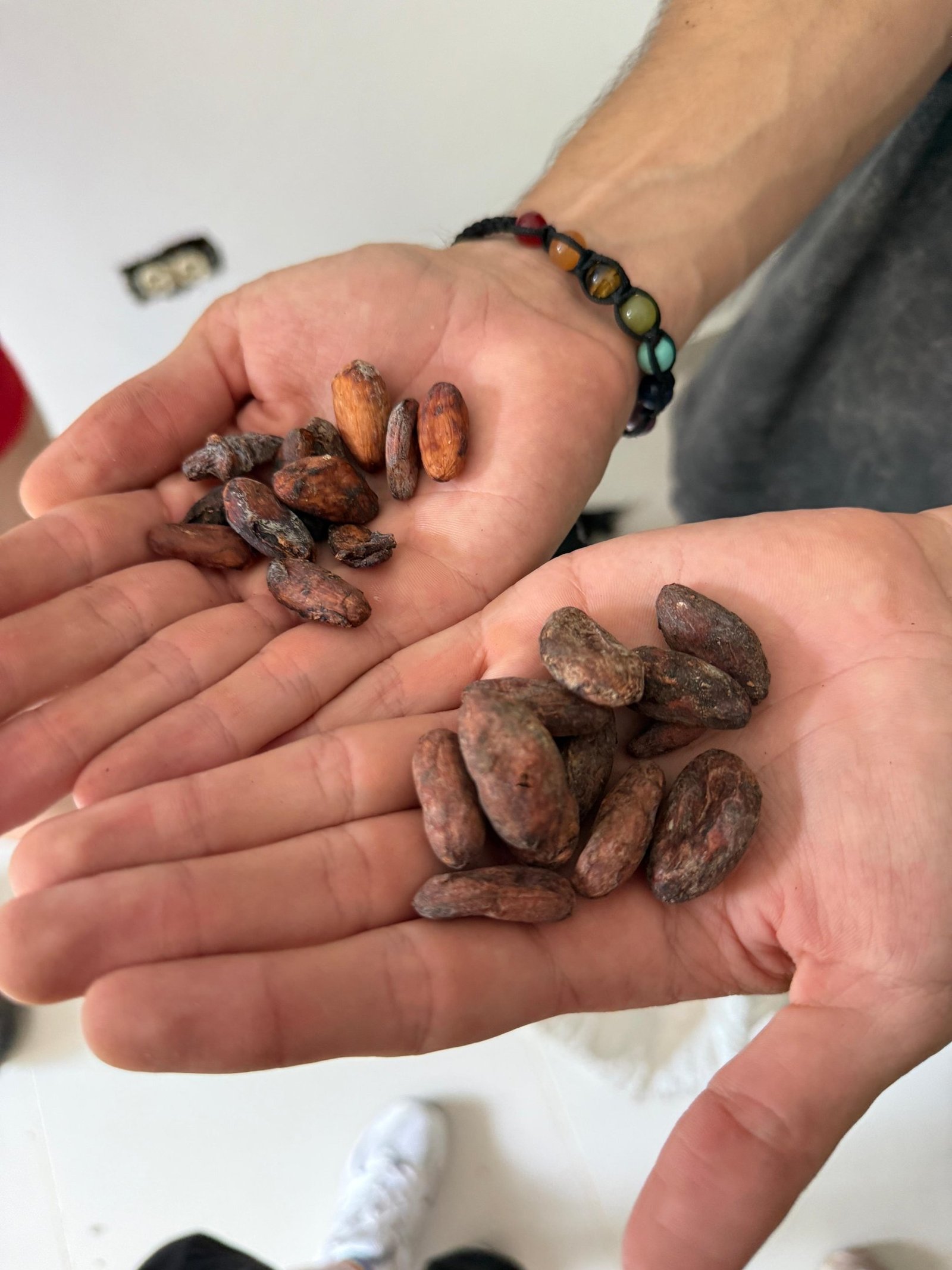 A pair of hands holding a pile of raw, organic whole cacao beans for chocolate making.